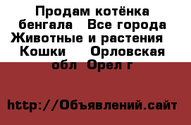 Продам котёнка бенгала - Все города Животные и растения » Кошки   . Орловская обл.,Орел г.